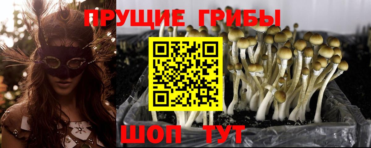 наркота  Кстово  Псилоцибиновые грибы Psilocybine cubensis 